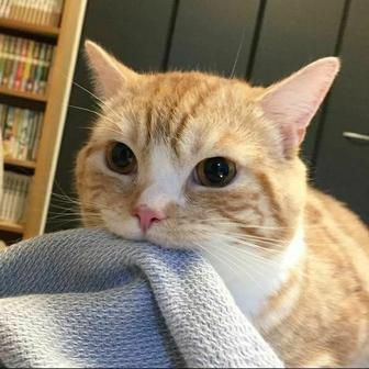 Отдам в добрые руки рыжего кота