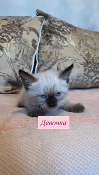 Котята