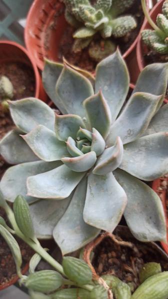 Эхеверия / Echeveria