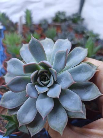 Эхеверия / Echeveria