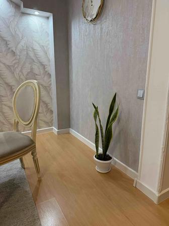 Шикарная метровая сансевиерия