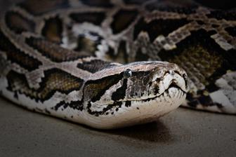 Продам в хорошие, опытные руки змею. (Питон тигровый)