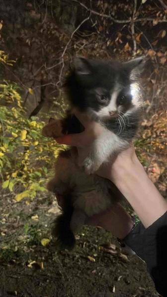 Отдам котенка срочно в добрые руки