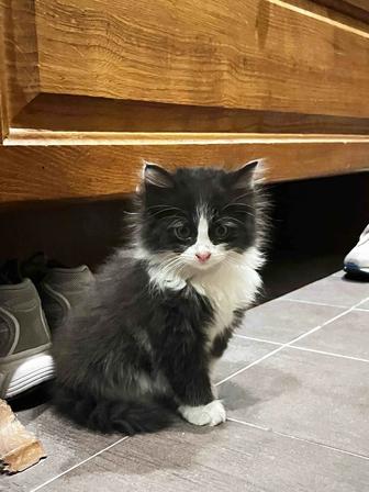 Отдам котенка срочно в добрые руки