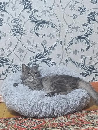 Продам шотландец кота 10000