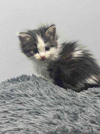 Отдам кошечку в хорошие руки