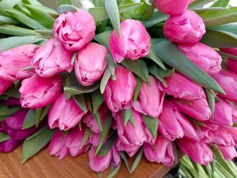 Тюльпаны премиум класса