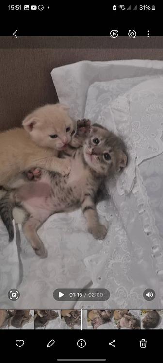 Котята вислоухий