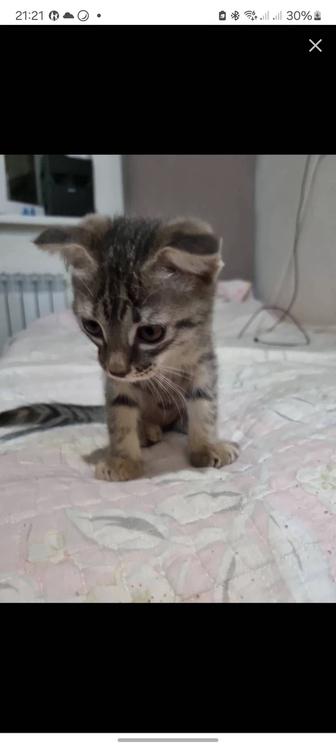 Вислоухий котенок, подарок - наполнитель, лоток, миска