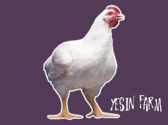 Бройлерные яйца инкубационные РОСС 308 крепкий молодняк