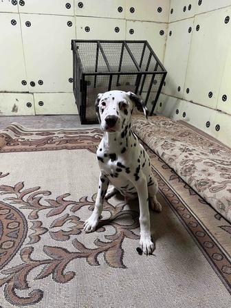 Продаю Щенков далматинцев