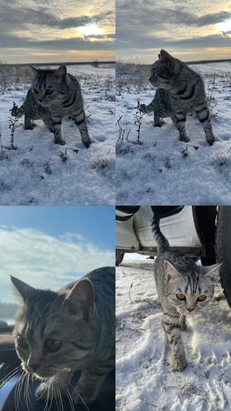 Отдам породистую кошку в хорошие руки