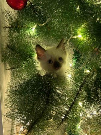 Отдам кошку в добрые руки