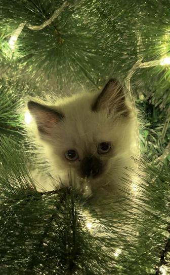 Отдам кошечку в добрые руки