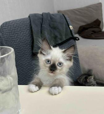 Отдам кошку в добрые руки