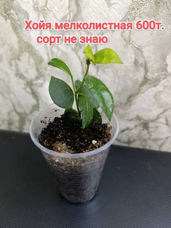 Комнатные растения