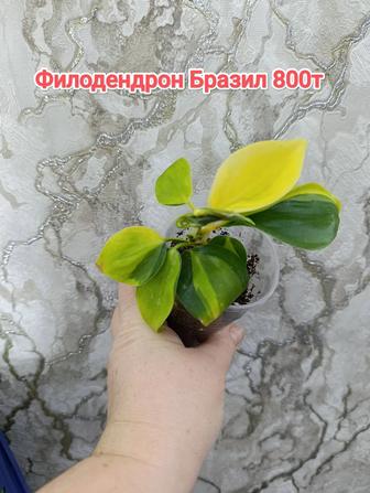 Комнатные растения