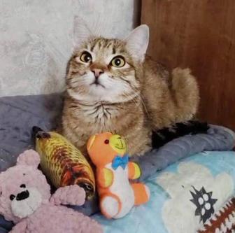 Дарю молодую кошечку