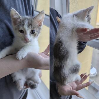 Твикс ищет семью кот
