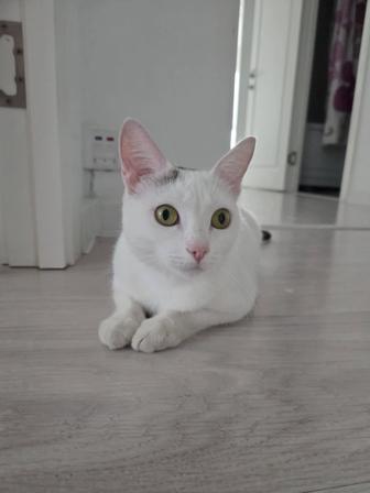 Кошка идет любящих хозяев