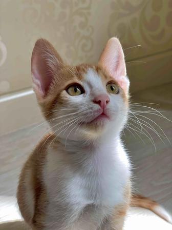 3 айлық марғау өзіңе жылы үй іздейді