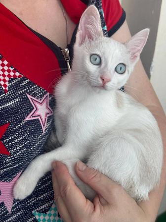 Малышонок котенок Мультик в добрые руки опытных котородителей