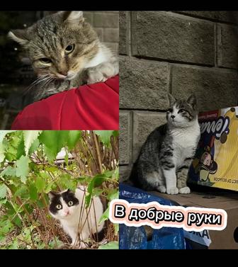 Срочно дом котикам