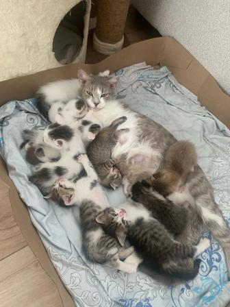 Очаровательные котята ищут добрые руки!