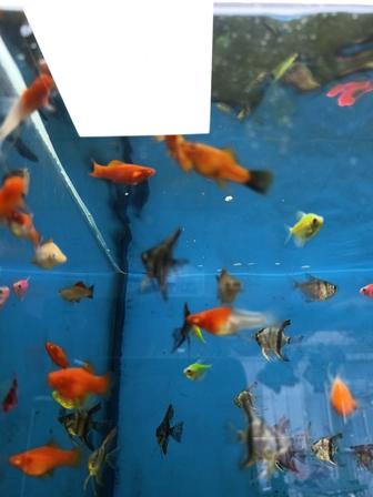 Аквариумныерыбки