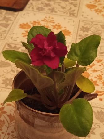 Продам цветок фиалку сорт Арапаха