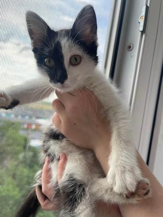 Котенок в надежные руки