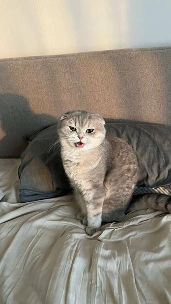 Шотландский котенок