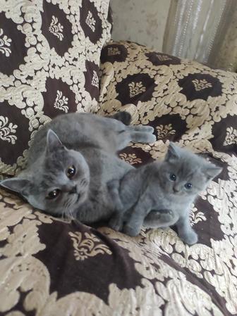 Британские котята