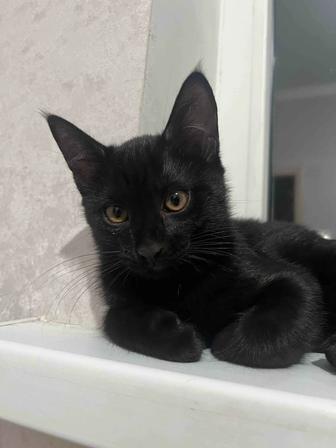 Котенок ищет дом