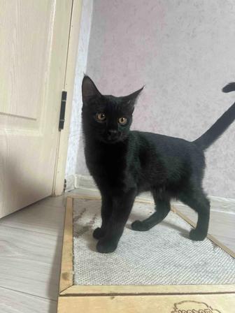 Котенок мальчик ищет дом