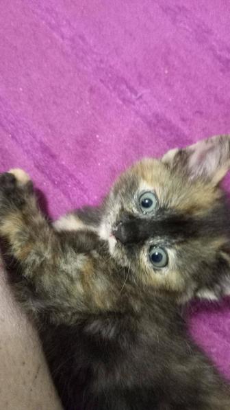 Котенок 1,5 месяца
