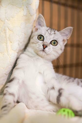 Котенок Мяв ждет родителей