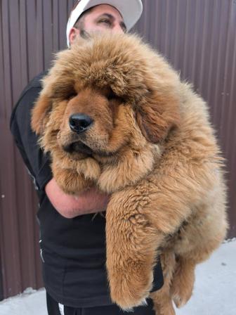 Тибетский мастиф