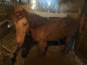 Айғыр сатамын/ Продаю жеребца