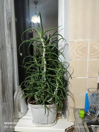 Продам алоэ