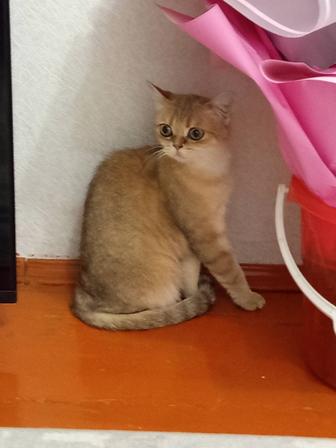 Продам срочно кошечку шиншилла