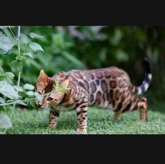 Бенгальские кошки
