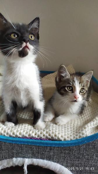 Котята