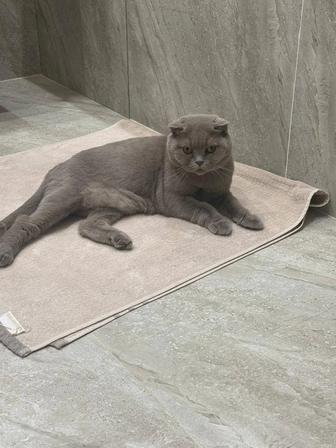 Отдам даром британку короткошерстную, молодая, здоровая стерилизованная, с