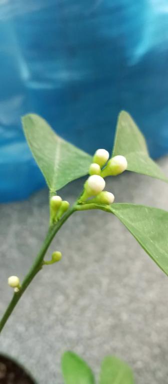 Лимон плодоносящий