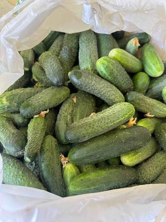 Продам свежие огурцы, лук зеленый, баклажаны.