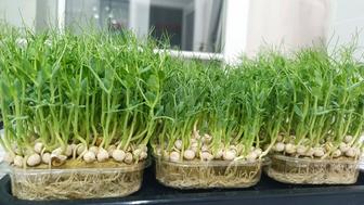 Микрозелень для ресторанов и личного потребления