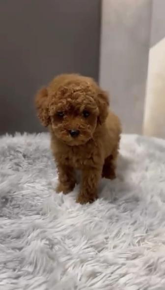 Щенок той пудель