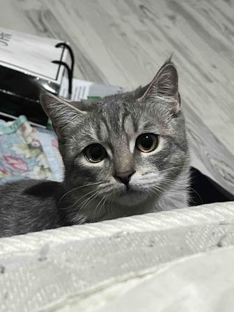 ищем кота для вязки.