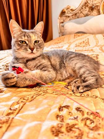 Кошечка